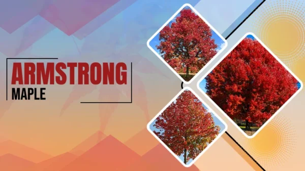 Armstrong Maple
