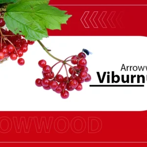 Arrowwood Viburnum