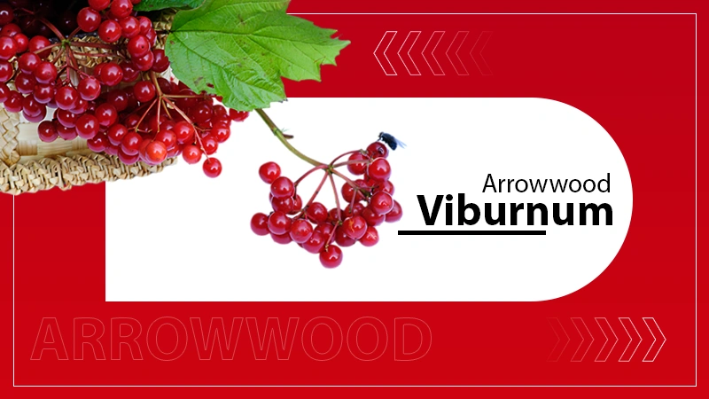 Arrowwood Viburnum