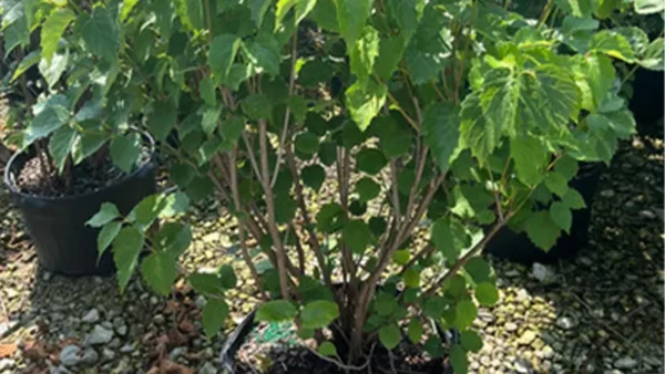 Arrowwood plant in a container pot