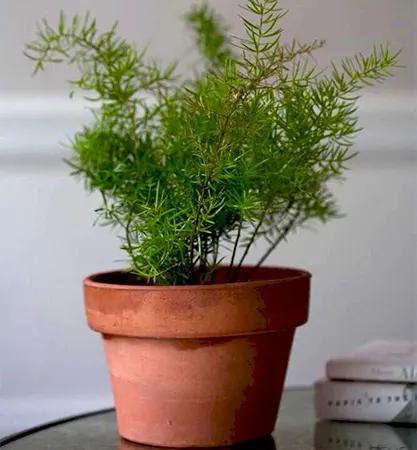 Asparagus Compact Sprenger Fern