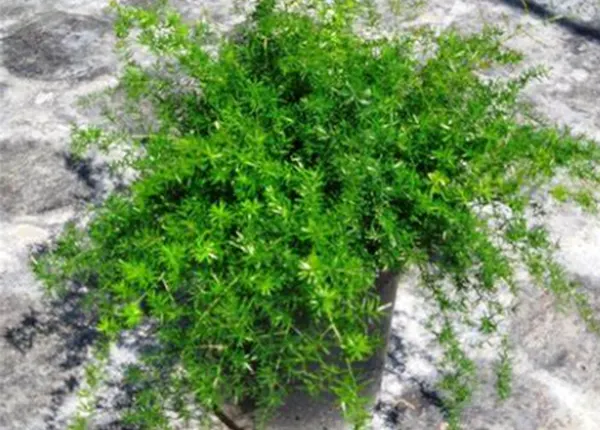 Asparagus Densiflorus Nana