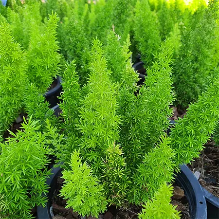 Asparagus Densiflorus ‘Meyeri’