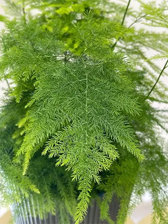 Asparagus plumosus