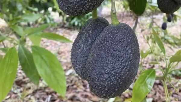 Avocados Hass ready for harvest