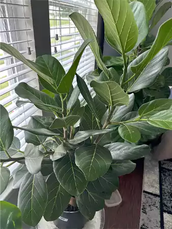 Benghalensis ficus
