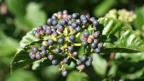 Berry-like fruits of the Arrowwood plant