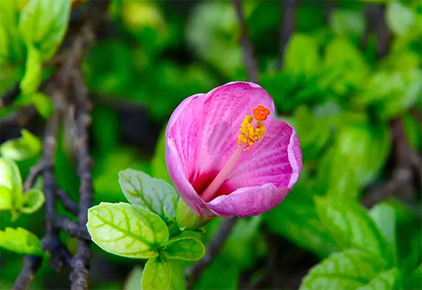 Blooming Rose Of Sharon