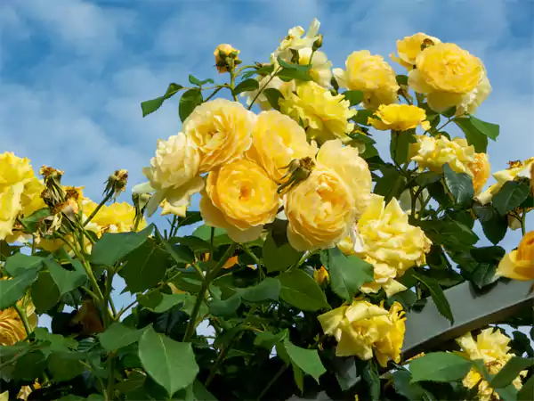 Blossoming Yellow Roses