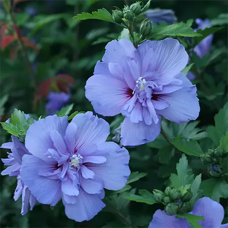 Blue Chiffon