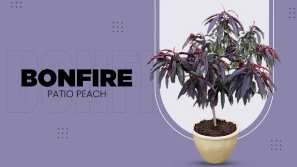 Bonfire Patio Peach