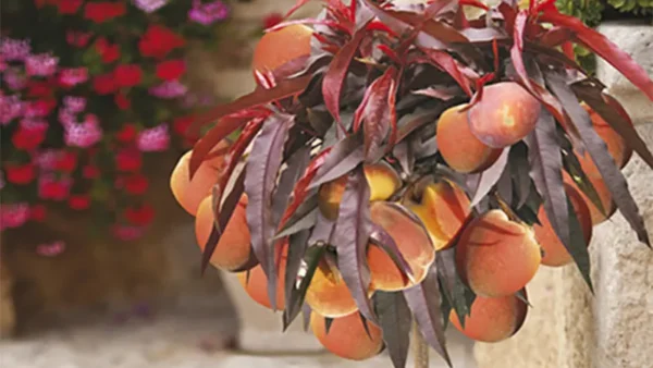 Bonfire Patio Peach Image