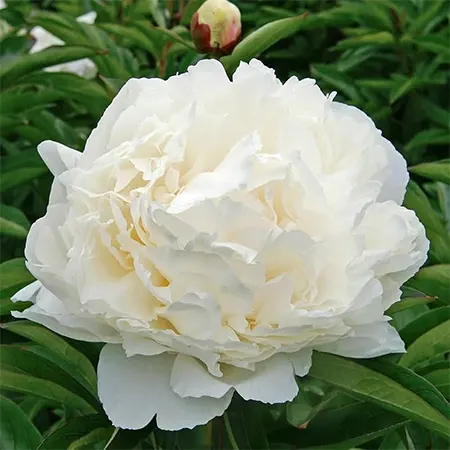 Bowl of Cream Image