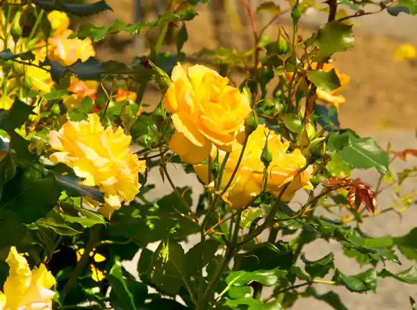 Bright Golden Yellow Rose Shrub