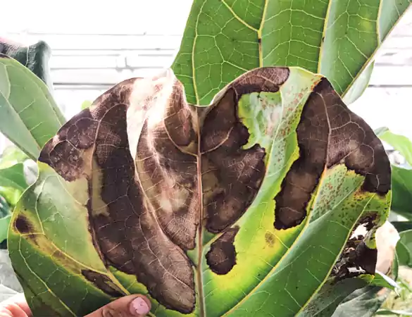 Browning of the leaf edges in ficus audrey plant