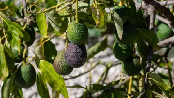 Hass avocado fruit