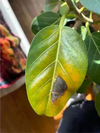 Burnt leaves of the ficus audrey plant