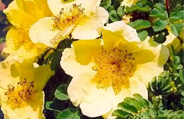 Canary Bird Rose