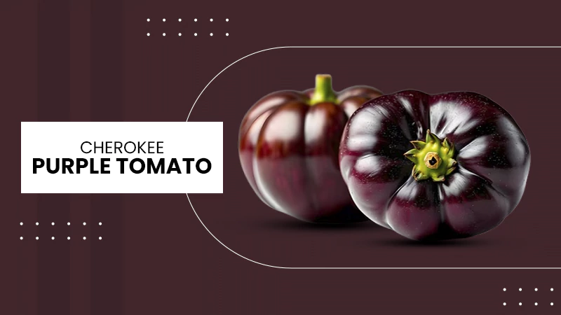 Cherokee Purple Tomato
