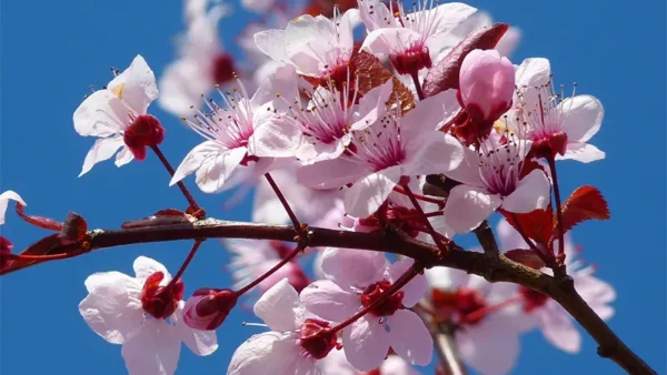 Cherry Tree Image
