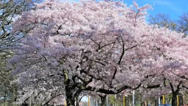 Cherry Tree Image