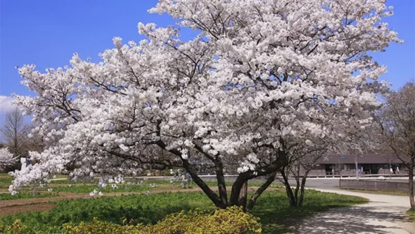 Cherry Tree Image