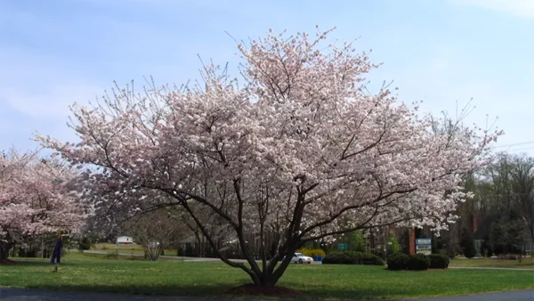 Cherry Tree Image