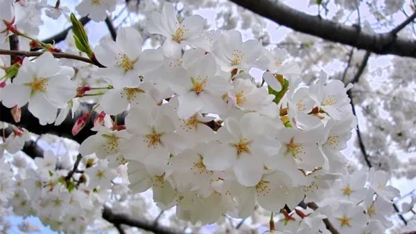 Cherry Tree Image