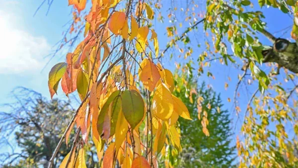 Cherry Tree Image