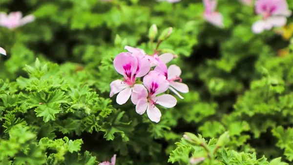 Citronella Plant Image