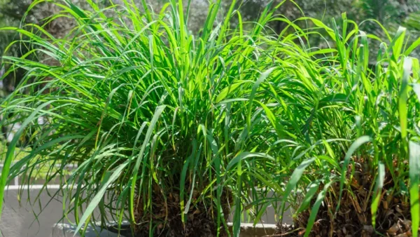 Citronella Plant Image