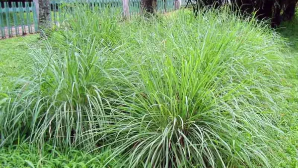 Citronella Plant Image