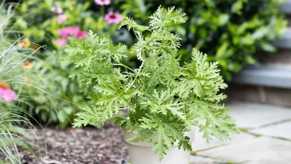 Citronella Plant Image