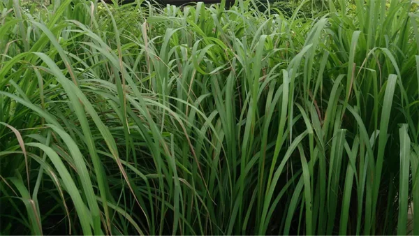 Citronella Plant Image