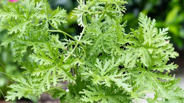 Citronella Plant Image