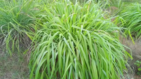 Citronella Plant Image