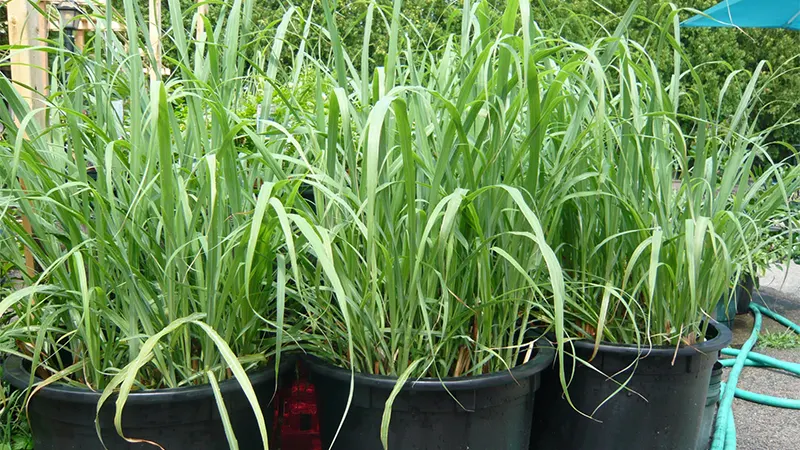 Citronella Plant Image