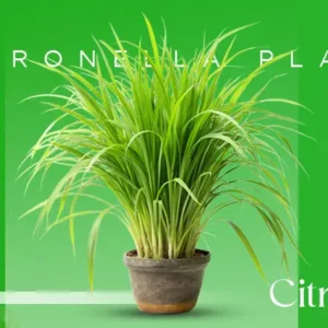 Citronella Plant Truly Effective
