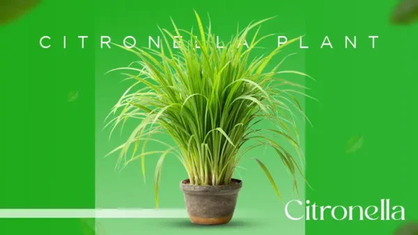 Citronella Plant Truly Effective