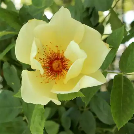 Climbing Rose Rosa Mermaid