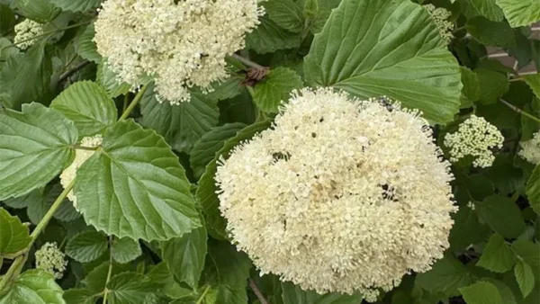 Snowy blooms of the Viburnum plant