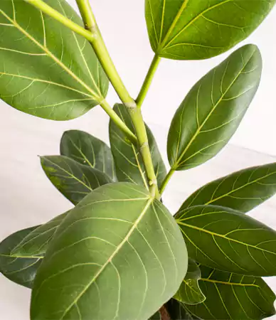Close up of Ficus audrey