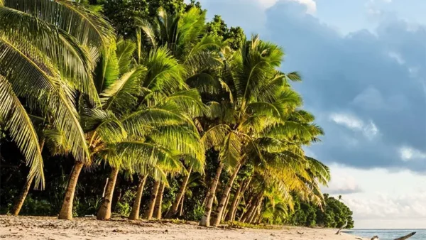 Coconut Tree Image