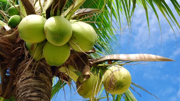 Coconut Tree Image