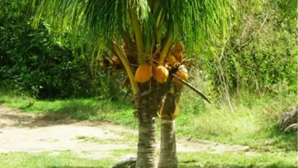 Coconut Tree Image