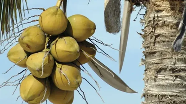 Coconut Tree Image