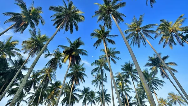 Coconut Tree Image