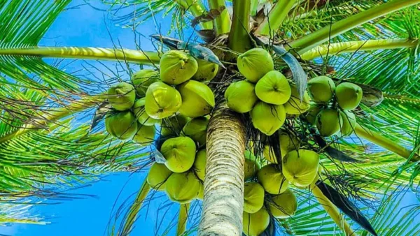 Coconut Tree Image