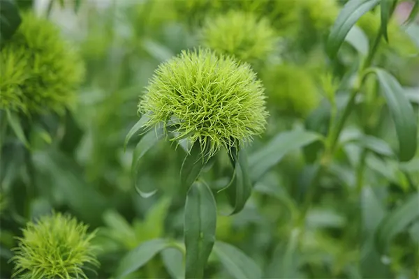 Dianthus barbatus