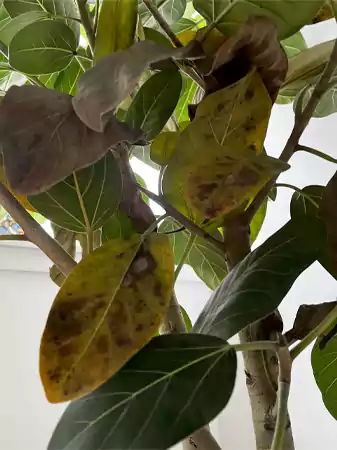 Dropping leaves of ficus audrey